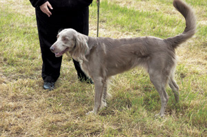 ���C�}���i�[�E�����O�w�A�[�h