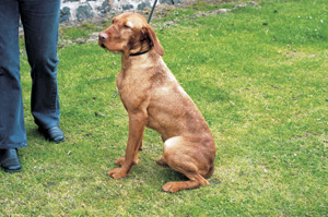 �n���K���A���E���C�A�[�w�A�[�h�E�r�Y��