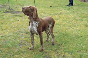 �C�^���A���E�|�C���e�B���O�E�h�b�O