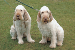 �C�^���A���E���C�A�[�w�A�[�h�E�|�C���e�B���O�E�h�b�O