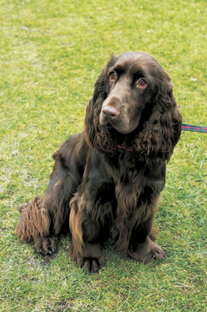 �t�B�[���h�E�X�p�j�G��