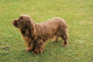 �T�Z�b�N�X�E�X�p�j�G��