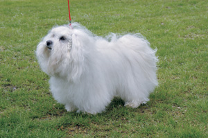 �n�o�j�[�Y