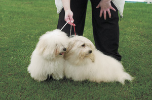 �R�g���E�h�E�e�����A�[��