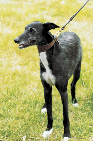 �X�p�j�b�V���E�O���[�n�E���h