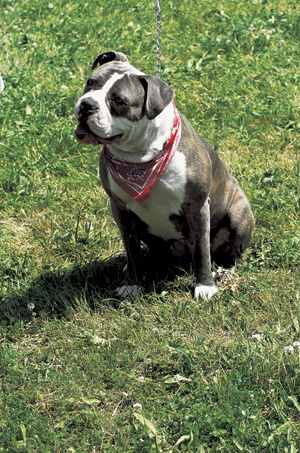 �A�����J���E�u���h�b�O