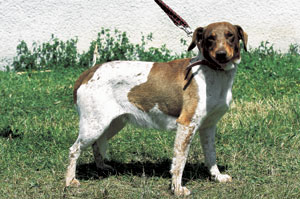 �{�w�~�A���E�X�|�e�b�h�E�h�b�O