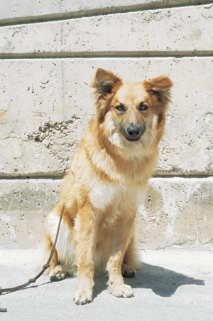 �p�X�g�[���E�K���t�B�A�[�m