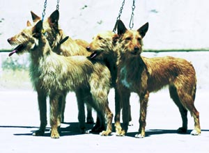 �|�f���R�E�A���_���[�X