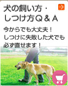 ���̎������E������Q&A