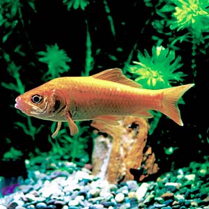 �q�u�i�i�ꕩ�j