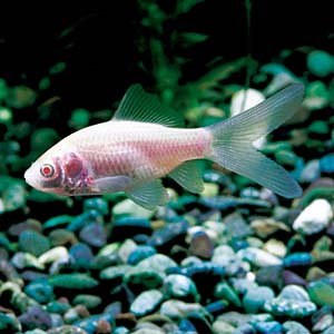 �A���r�m�e�c�M��