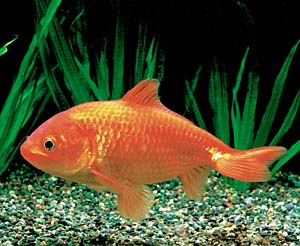 �f�ԃ��L���i�l�b���j