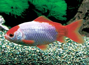 �X�у��L��