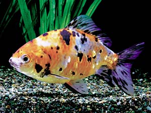 �L�����R���L��