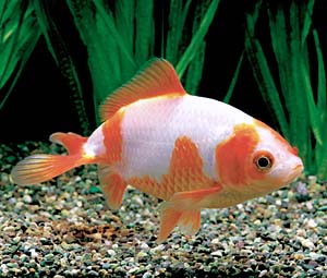 �X�у��L���i�O�b���j