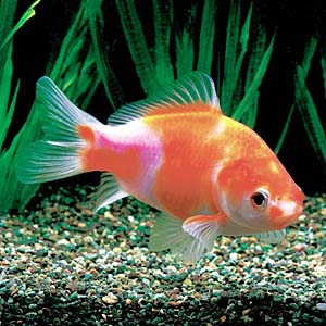 �����L��