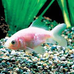 �����L��