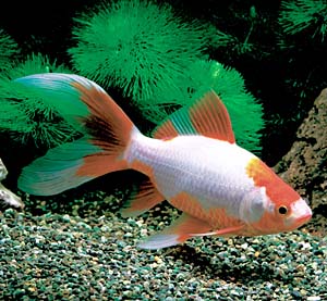 �X�уR���b�g