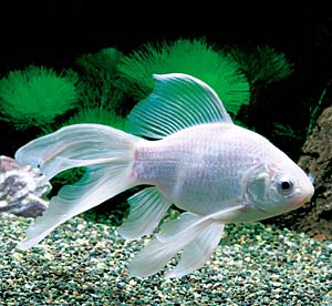 ���R���b�g