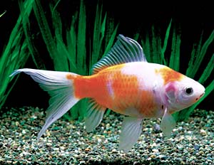 ���R���b�g