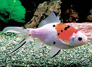 ���F�V���u���L�����a�O�F