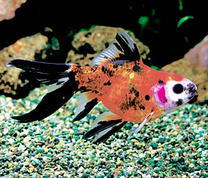 ���F�V���u���L���o���[��