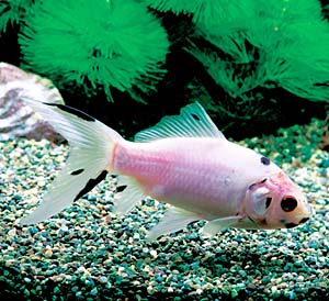 �����O�F�V���u���L��