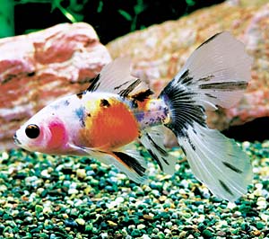 �u���X�g���V���u���L��