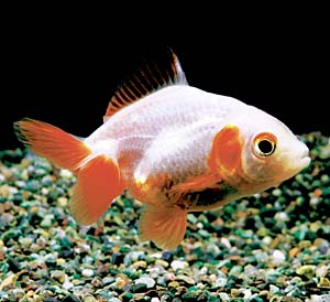 �T���V���E�L���i�O�B�сj