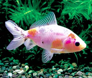 �I�[����������