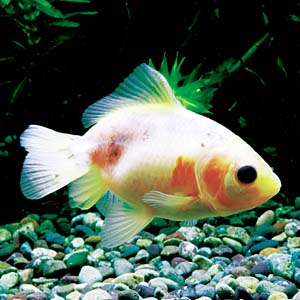 �I�[�����C�G���[�O���[��