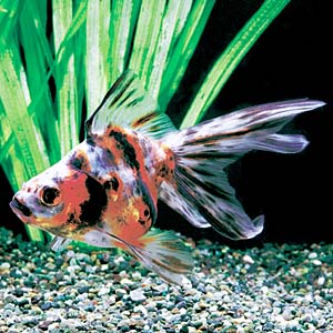 �L�����R�����E�L��