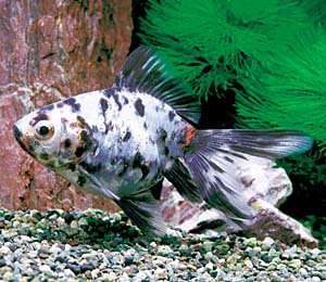 ���L�����R�����E�L��