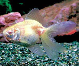 �A���r�m�����E�L��