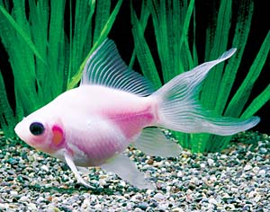 �t�N�u�N���i�ʃT�o�����؁j