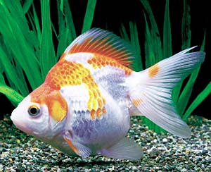 �X�у����E�L���V���[�g�e�[��