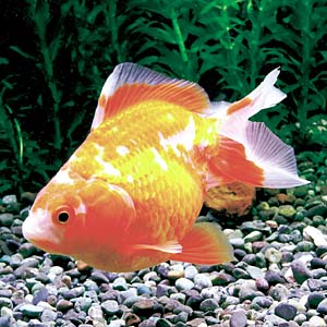 �g�T�L���i�y���сj