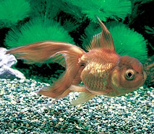 �`���L���i�����j