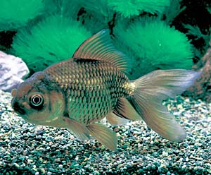 ���������O