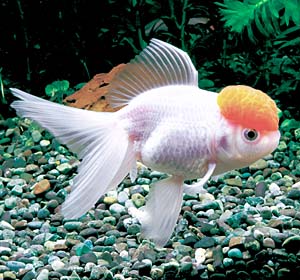 �O���i�����Y�j