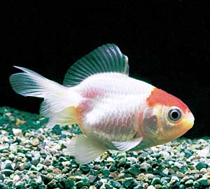 �V���[�g�e�[���O��