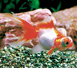 �X�уf���L��