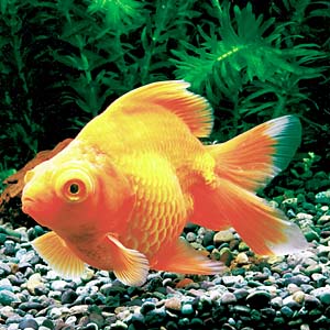 �f�ԃf���L��