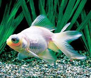 ���f���L��