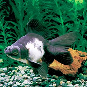 �p���_�f���L��