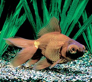 �����f���L��