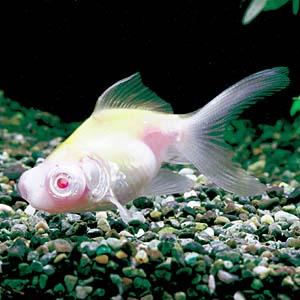 �A���r�m�f���L���i���{�Y�j