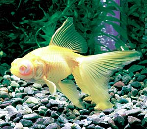 �A���r�m�f���L���i�����Y�j