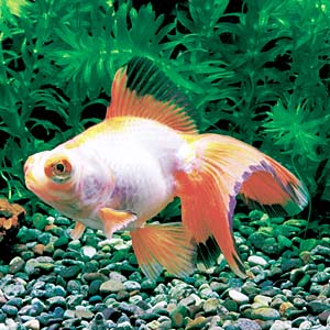 ���b�T�[�p���_����